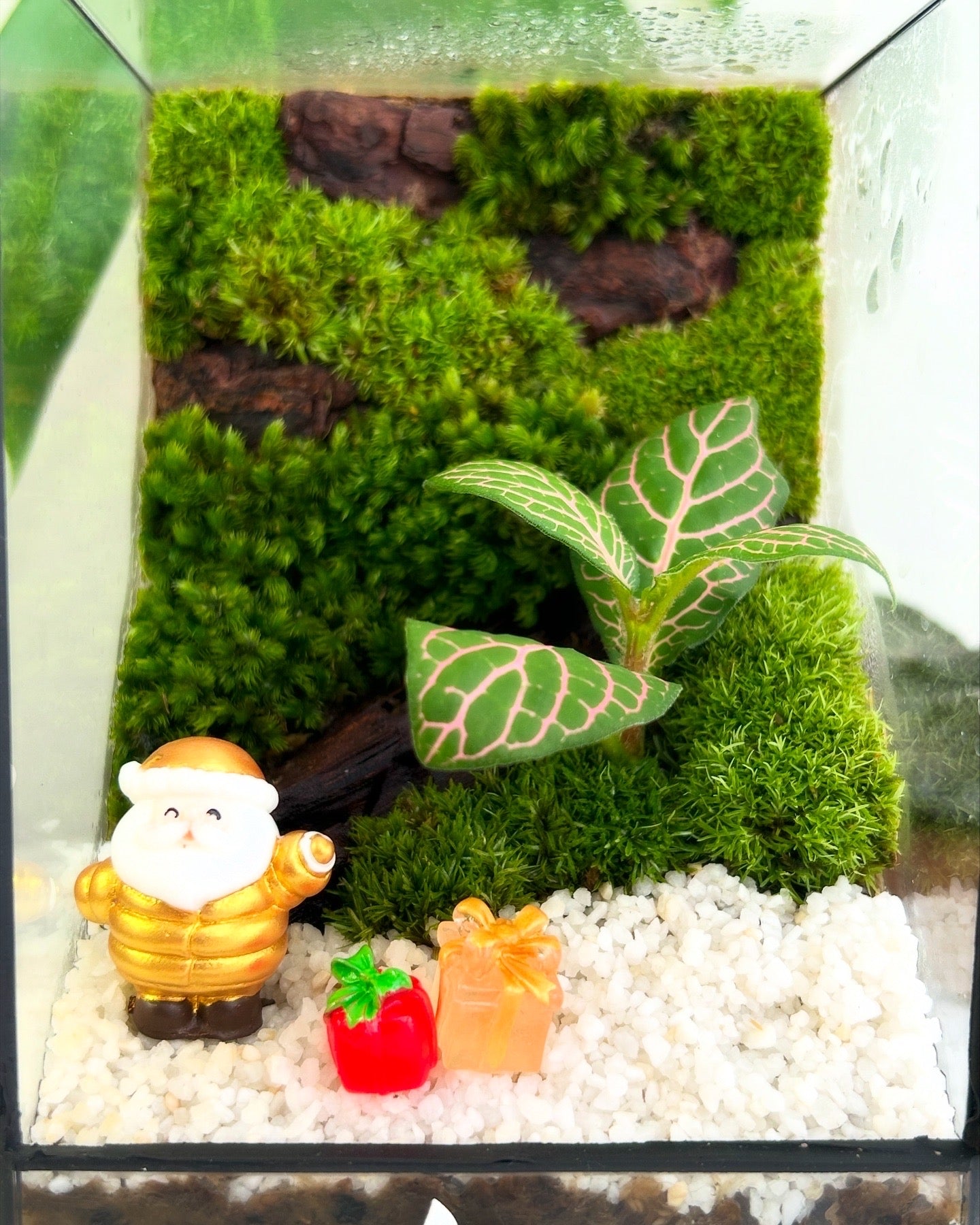 Christmas Terrarium 002