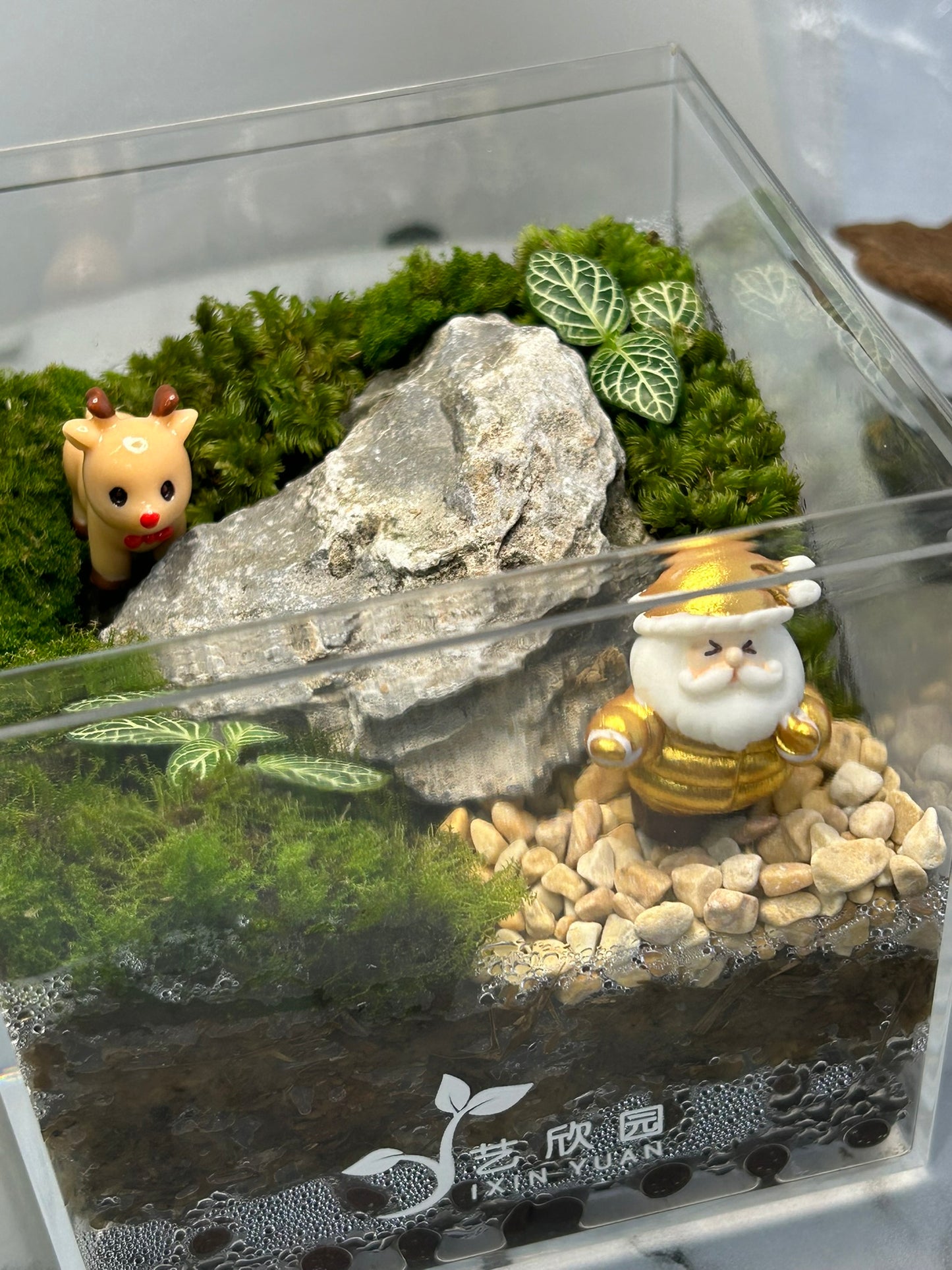 Christmas Terrarium 004